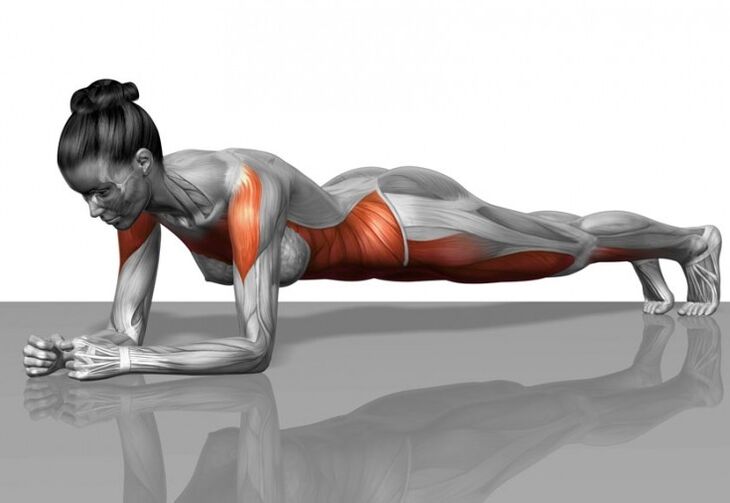Muscle program